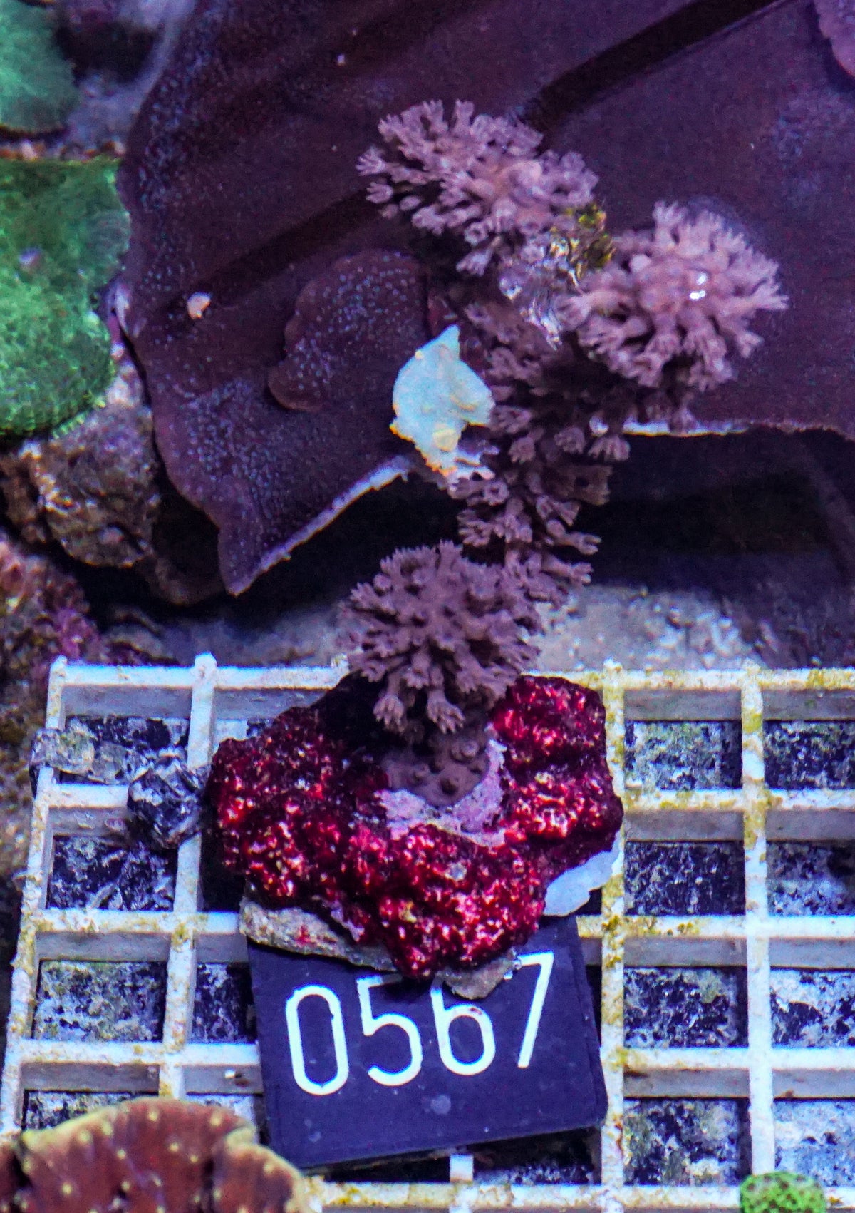 Eunicea sp.