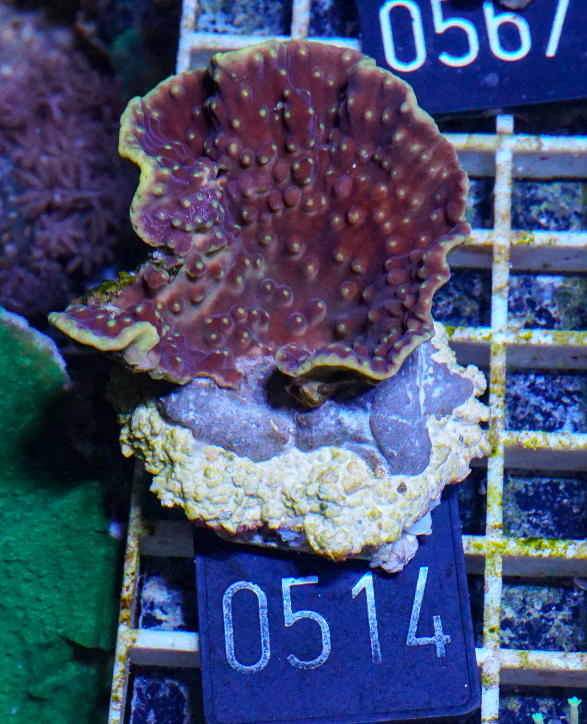 Turbinaria mesenterina