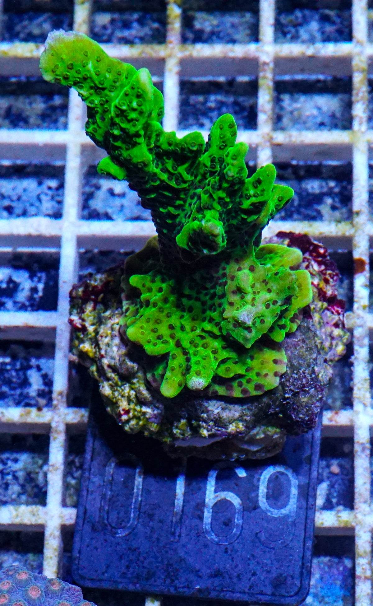 Montipora confusa