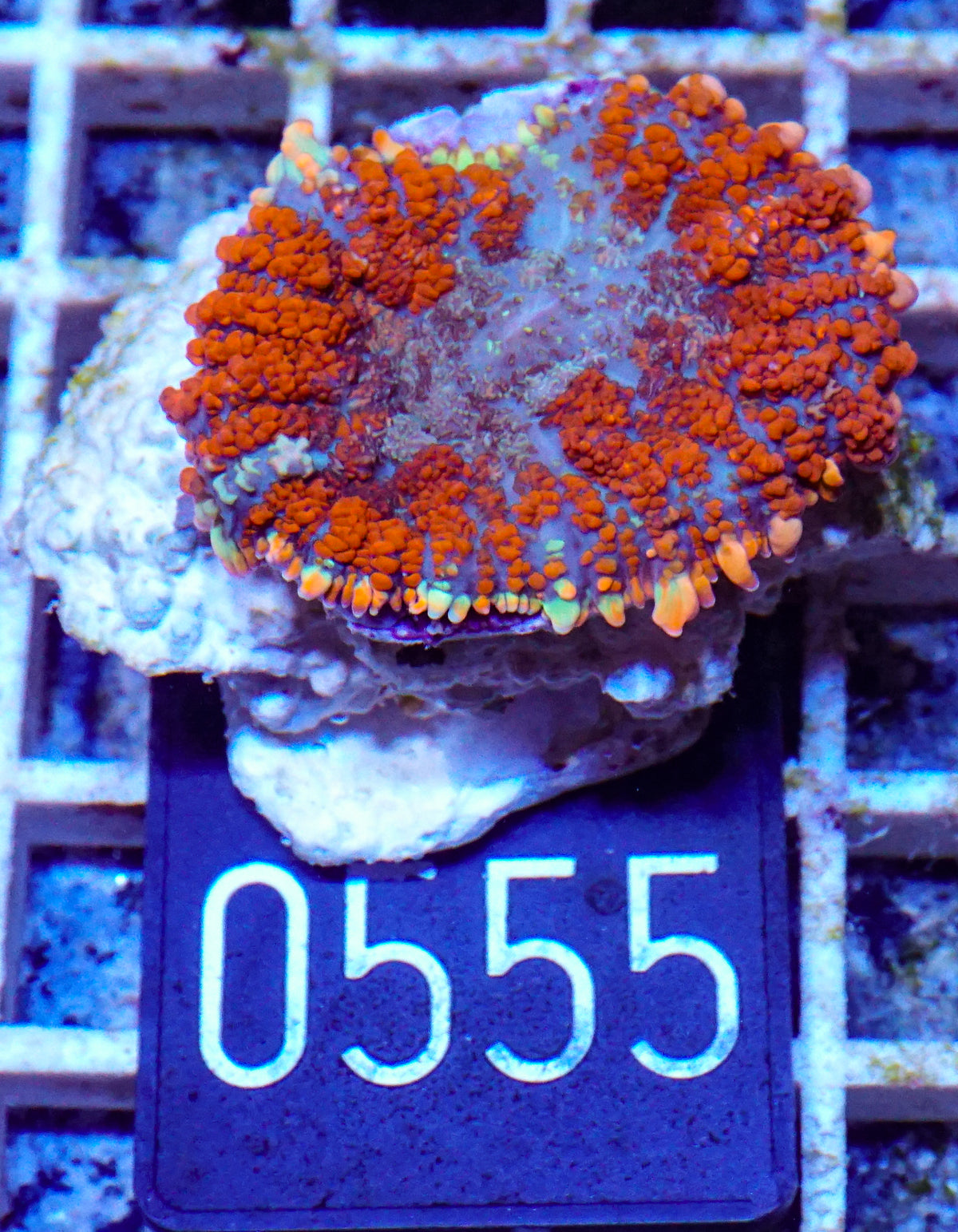 Rhodactis inchoata