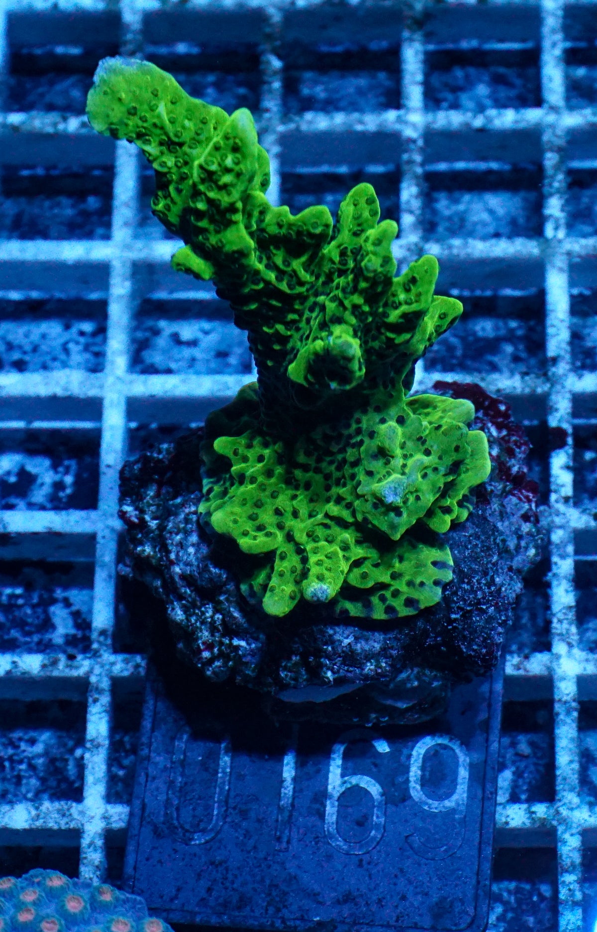 Montipora confusa