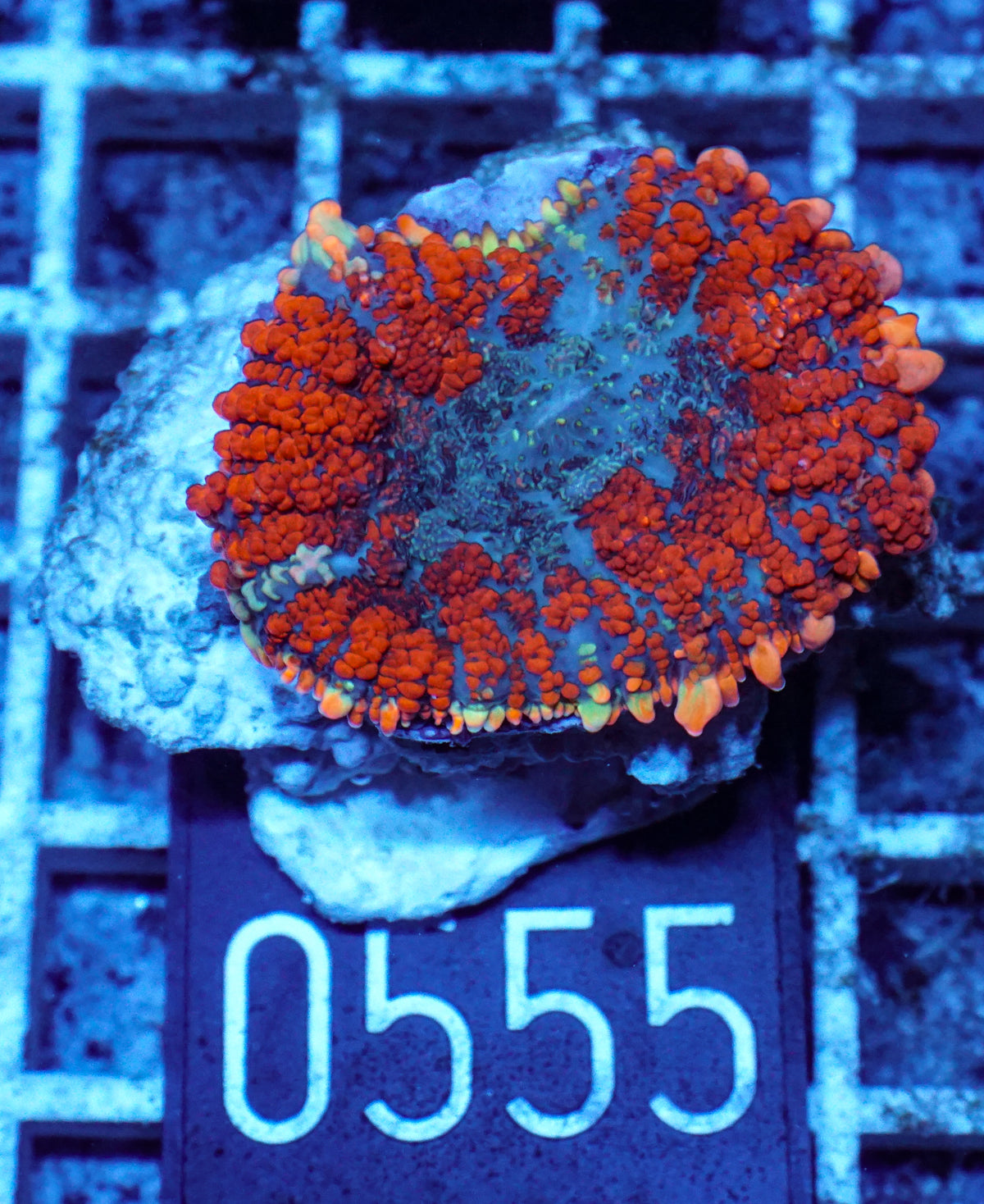 Rhodactis inchoata