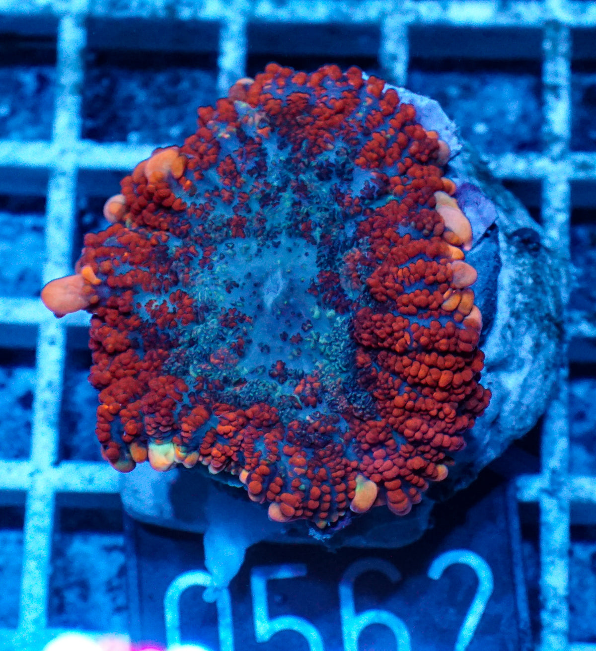 Rhodactis inchoata