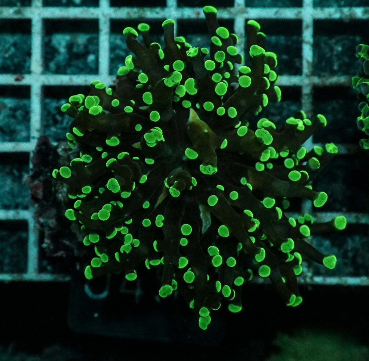 Euphyllia/Fimbriaphyllia yaeyamaensis