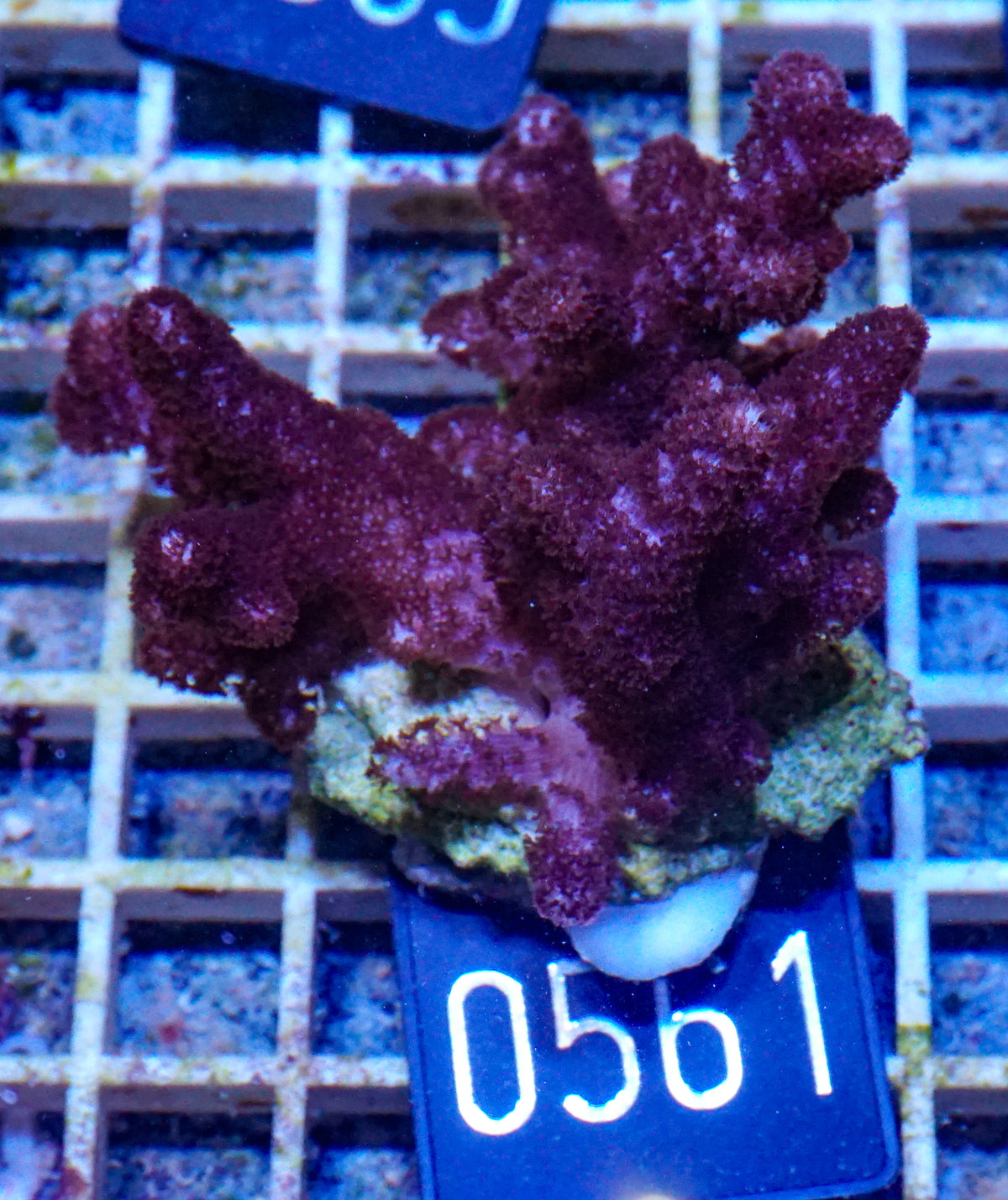 Klyxum simplex