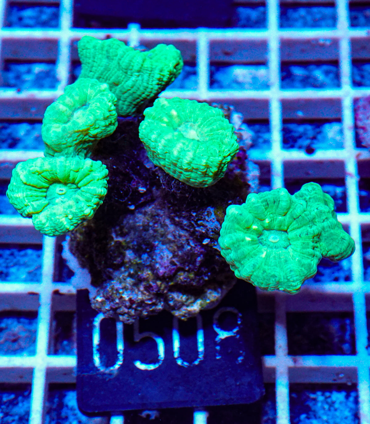 Caulastraea furcata