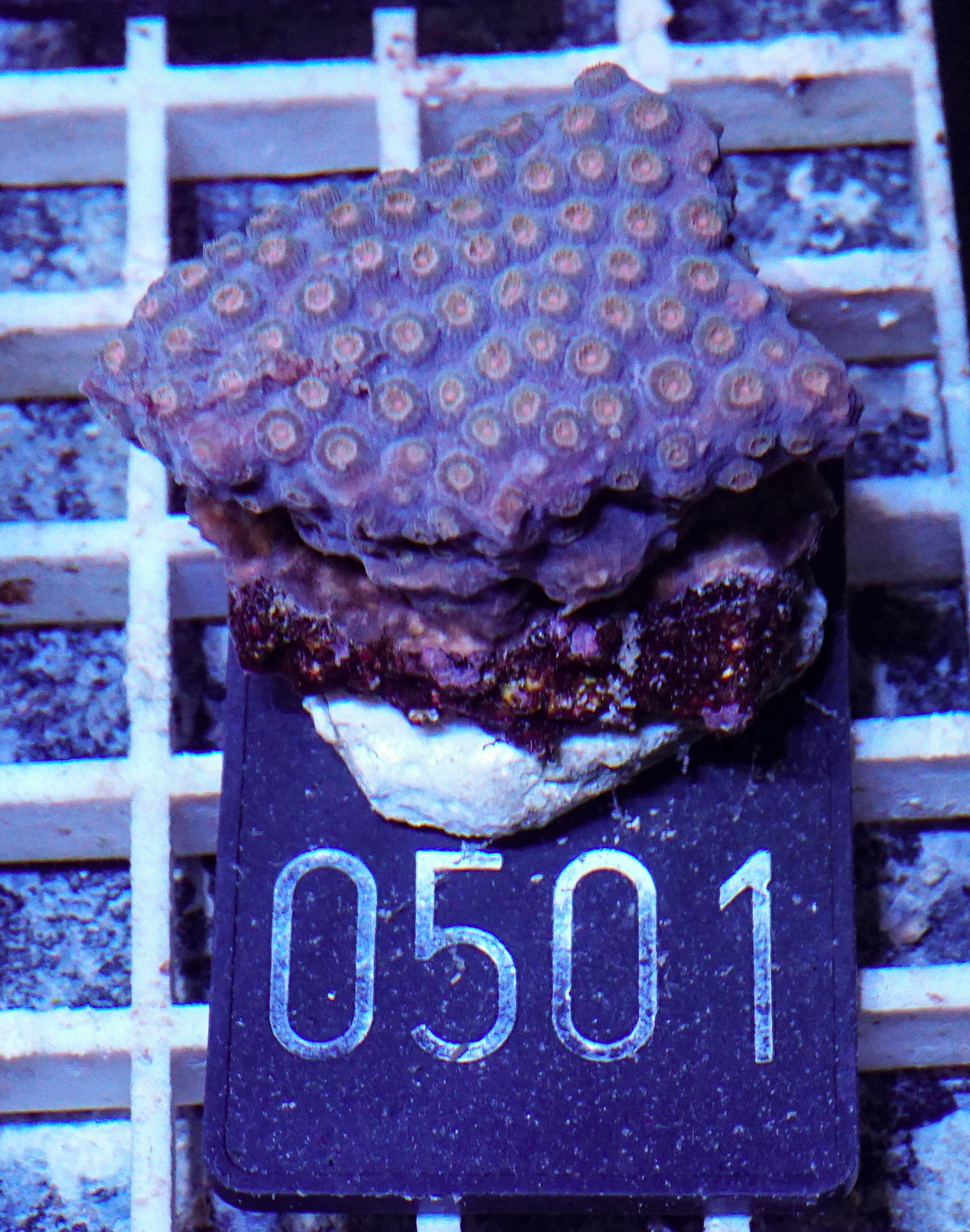 Cyphastrea microphthalma