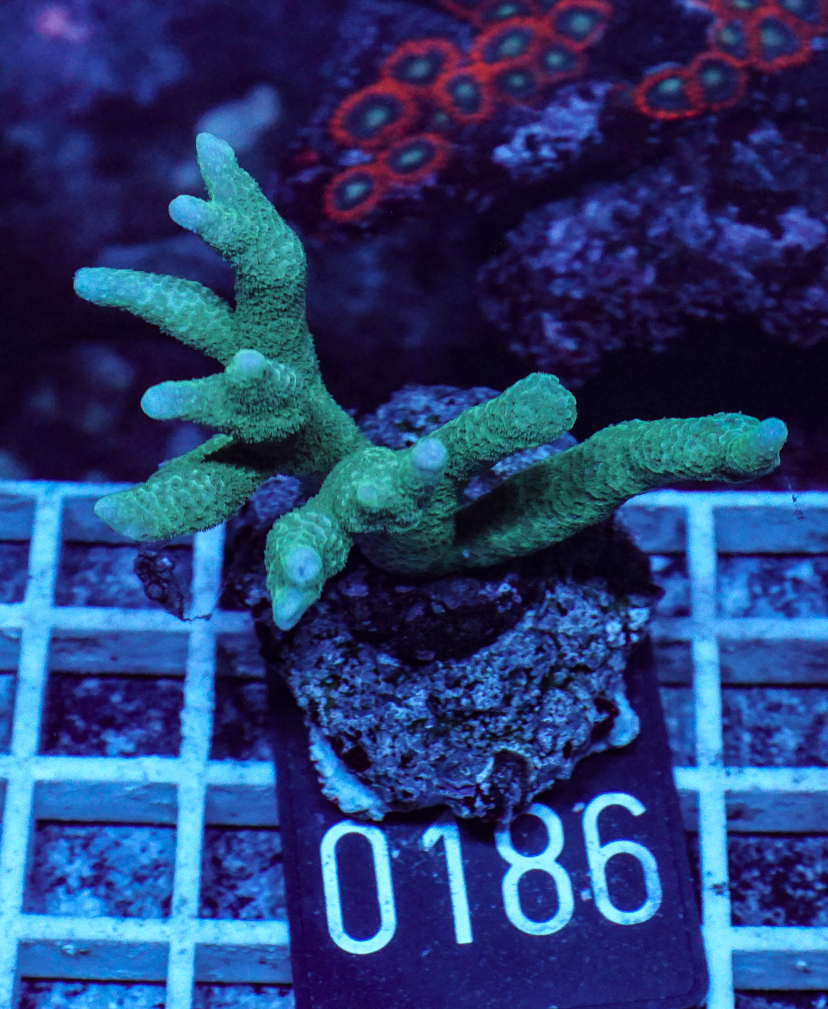 Montipora digitata grün