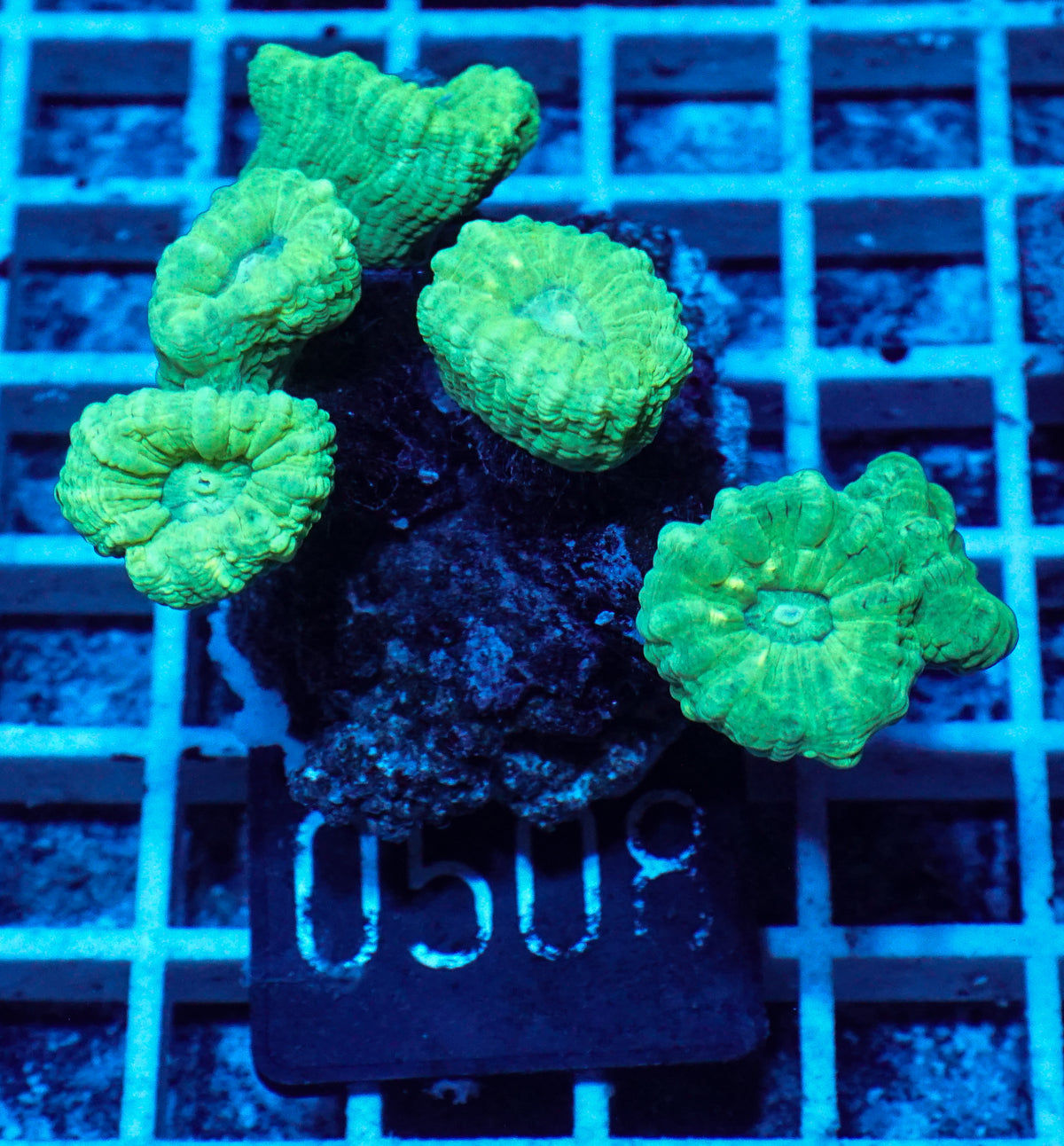 Caulastraea furcata