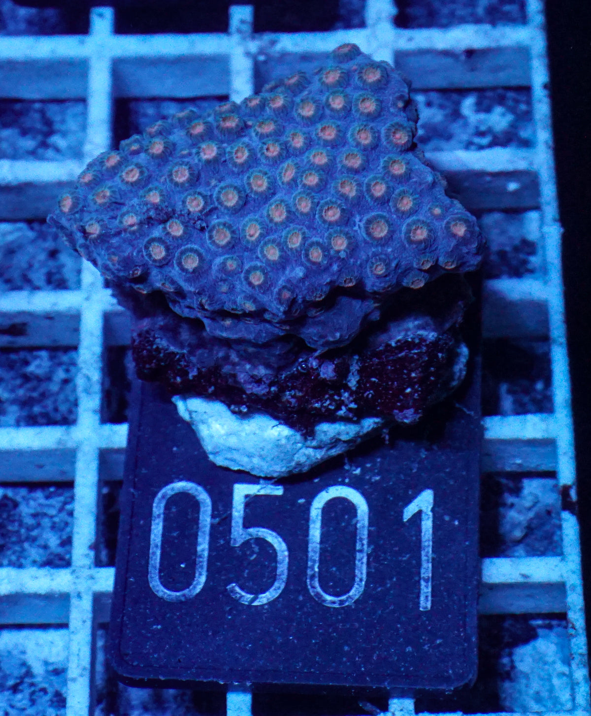 Cyphastrea microphthalma