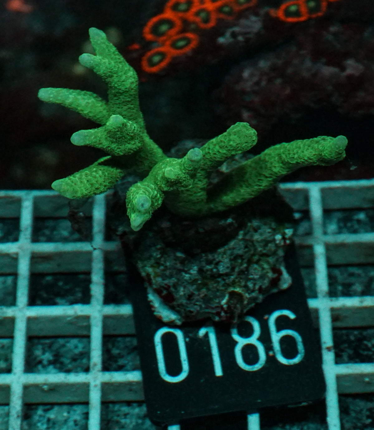 Montipora digitata grün