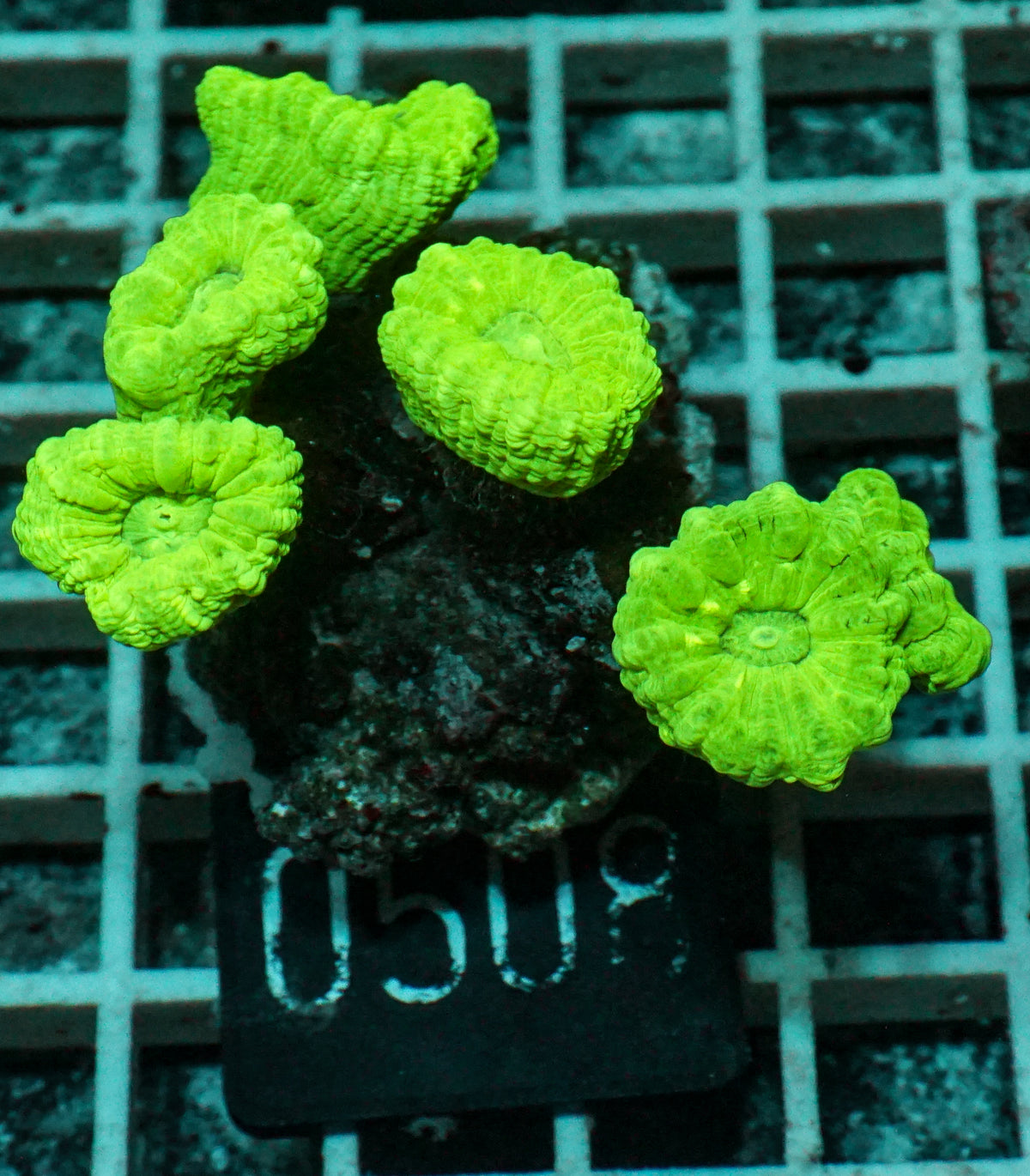 Caulastraea furcata