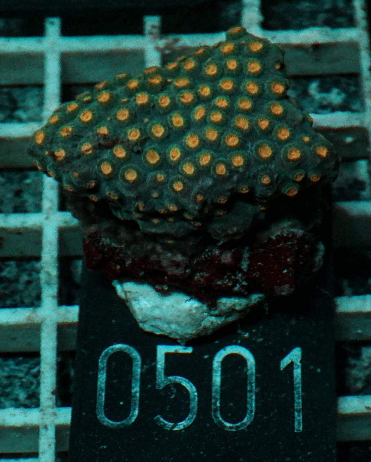 Cyphastrea microphthalma