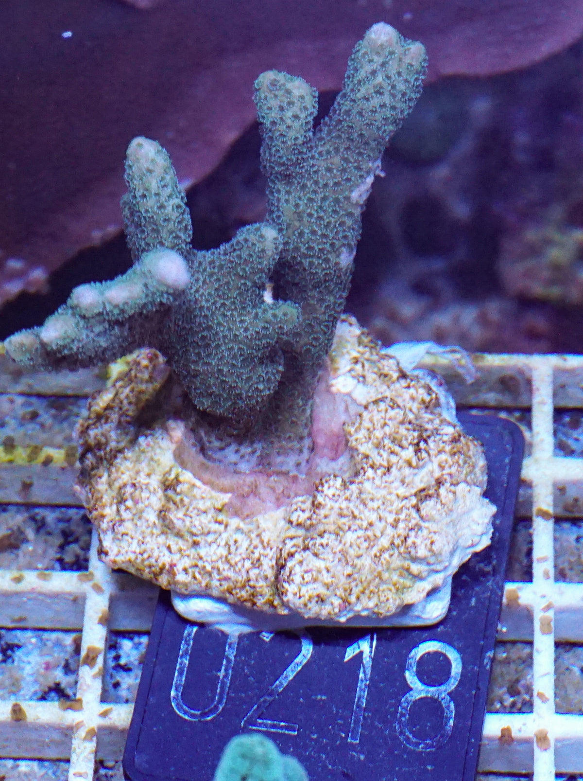 Montipora gaimardi