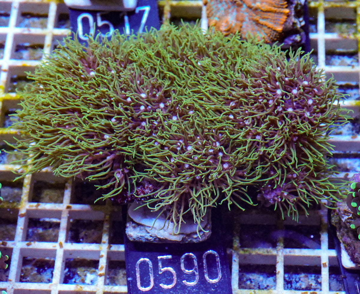 Briareum sp.