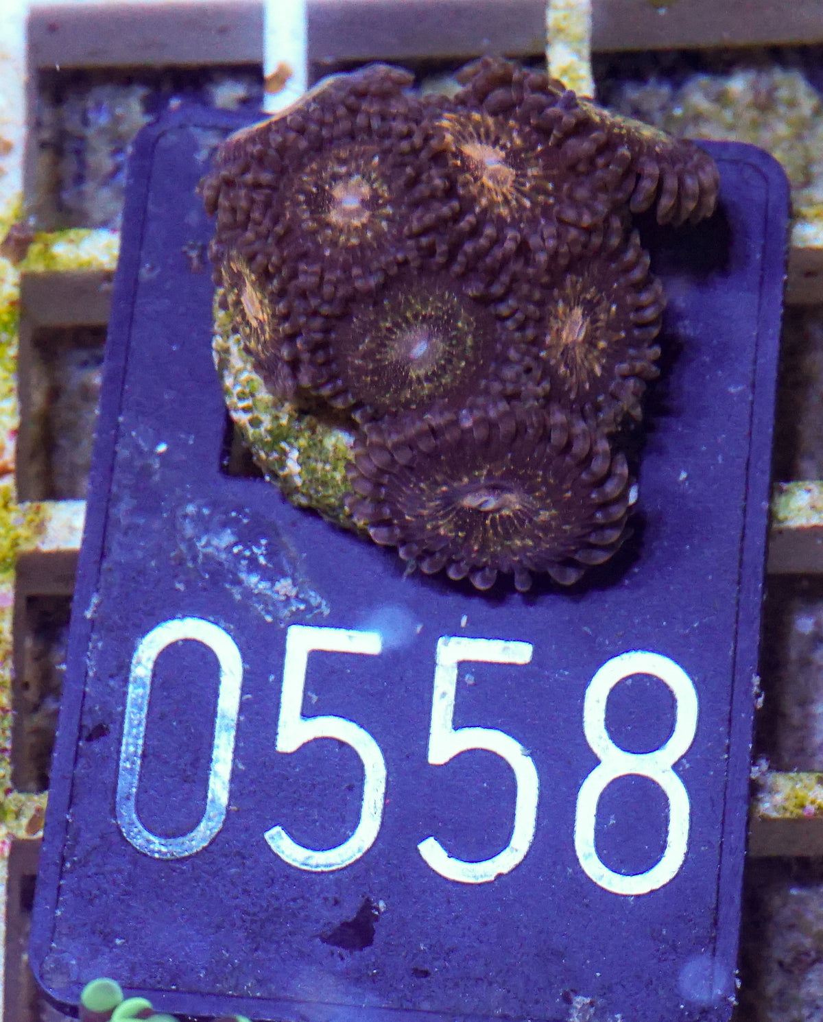 Zoanthus sp.