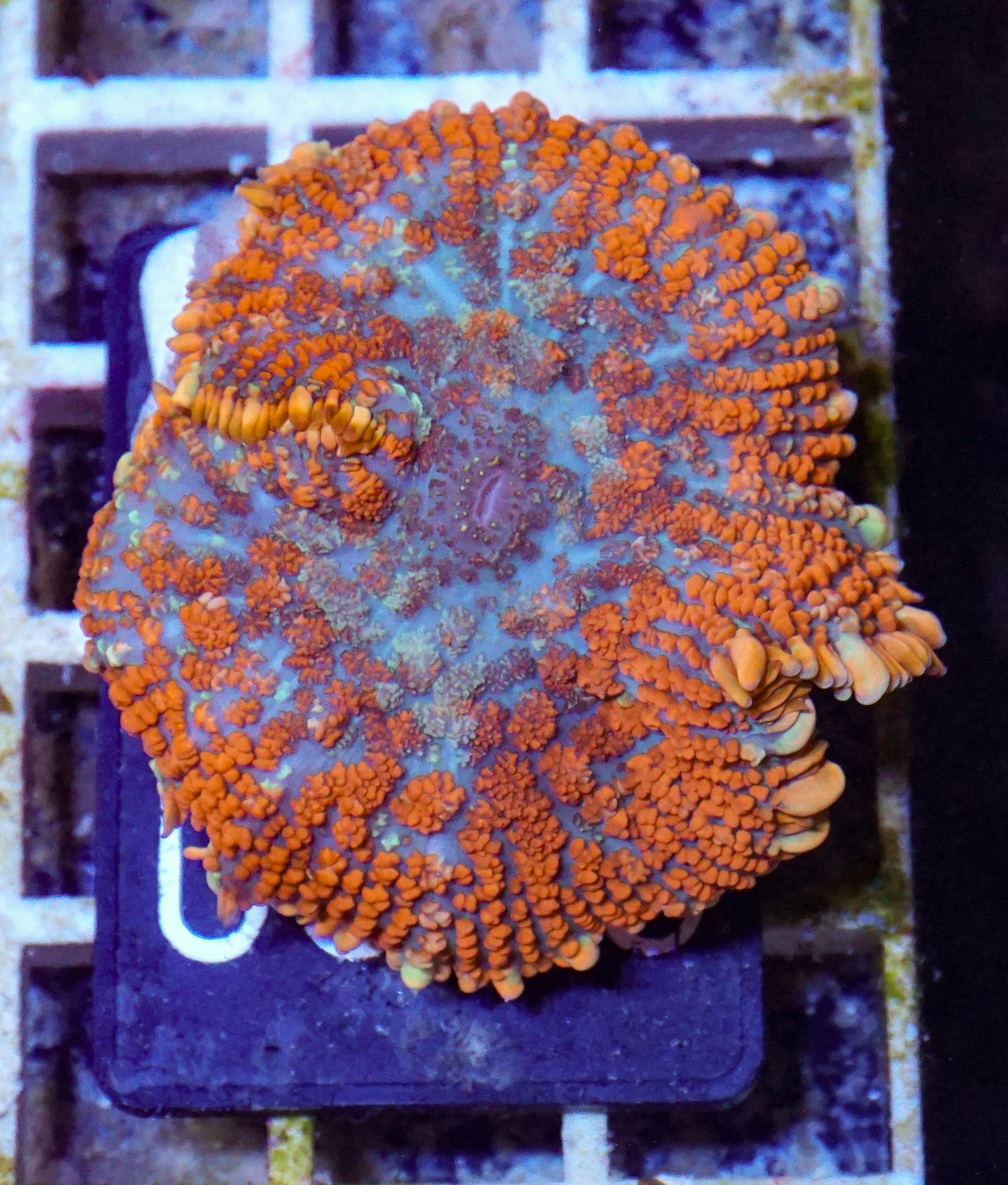 Rhodactis inchoata