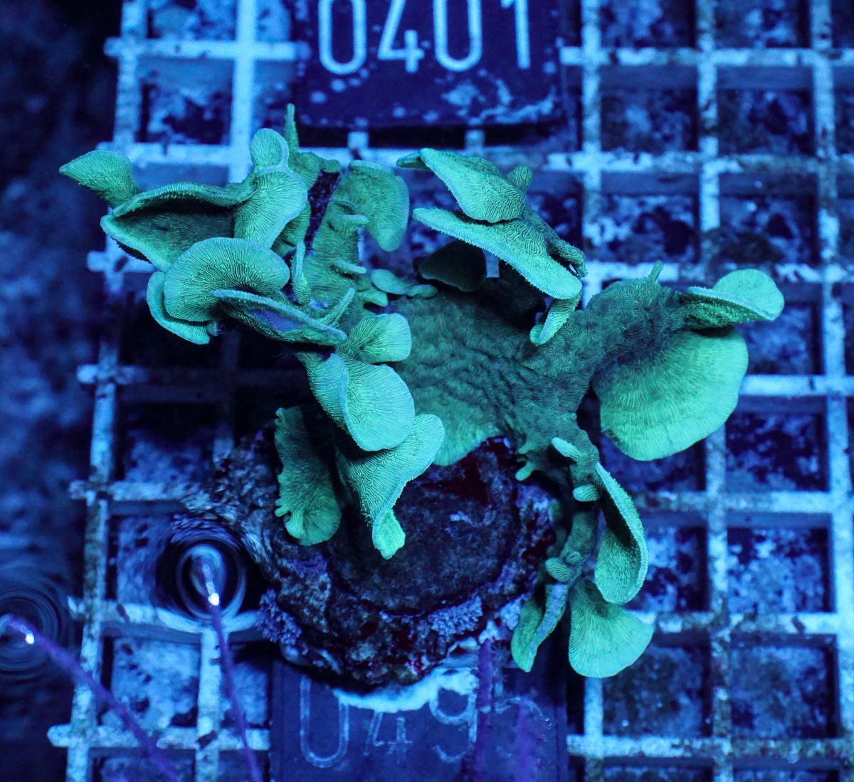 Pavona cactus
