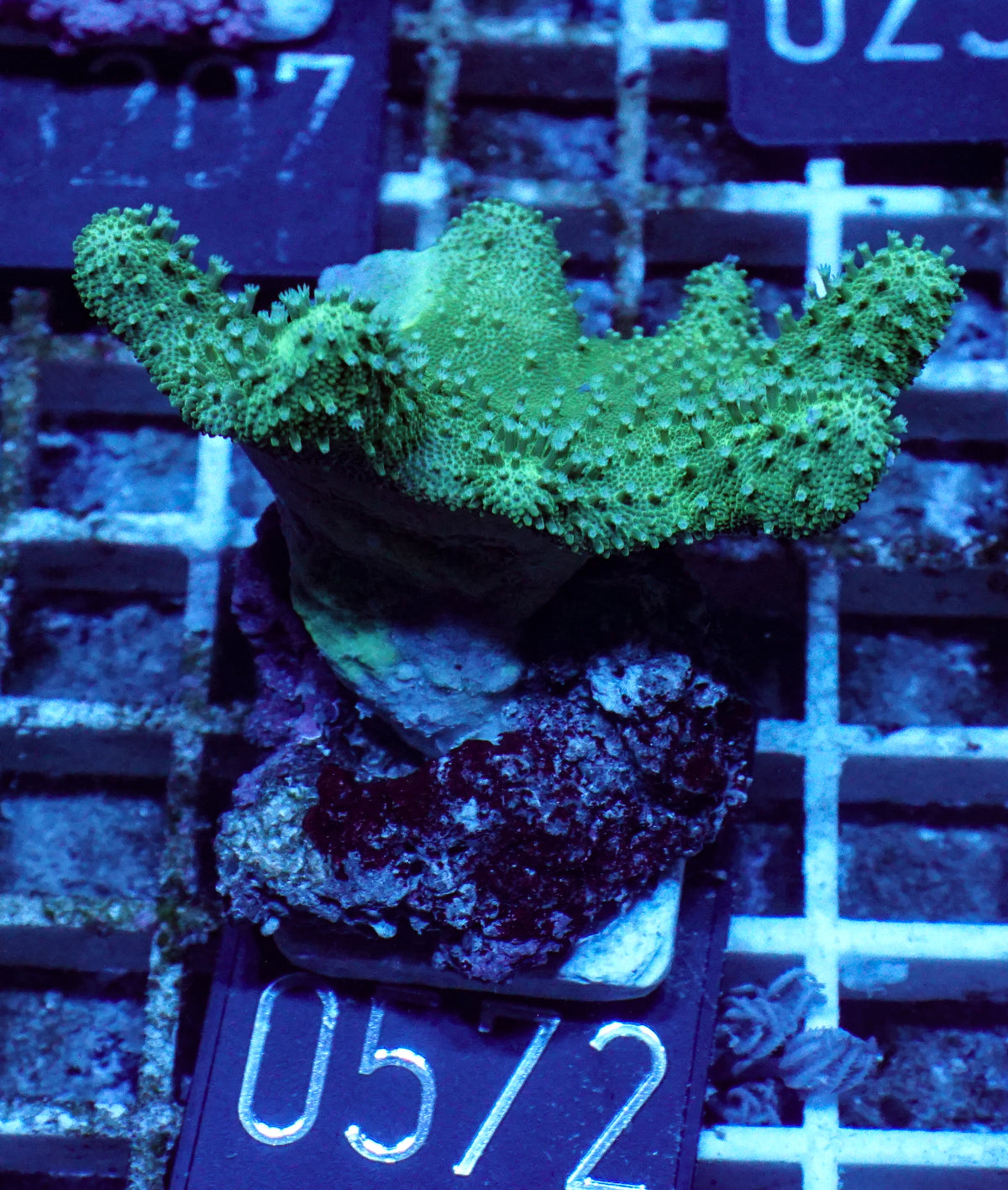 Lobophytum sp. „grün“