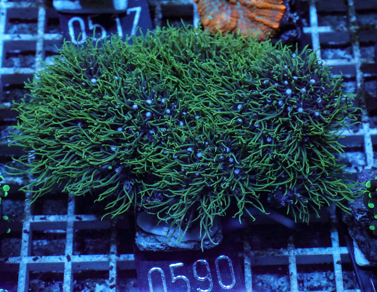 Briareum sp.