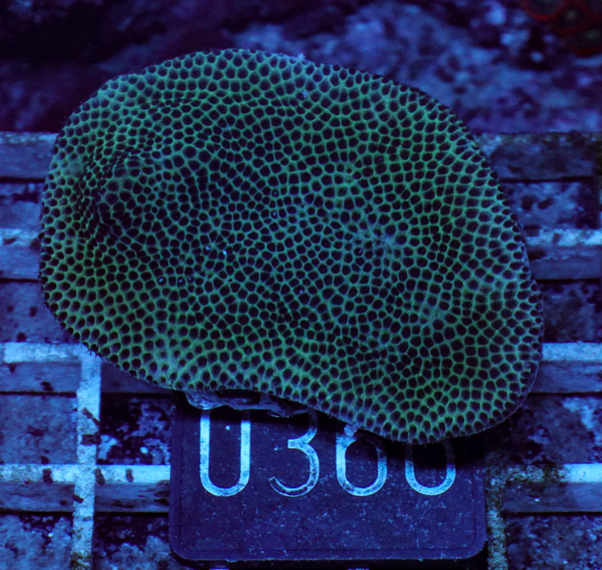 Porites lobata