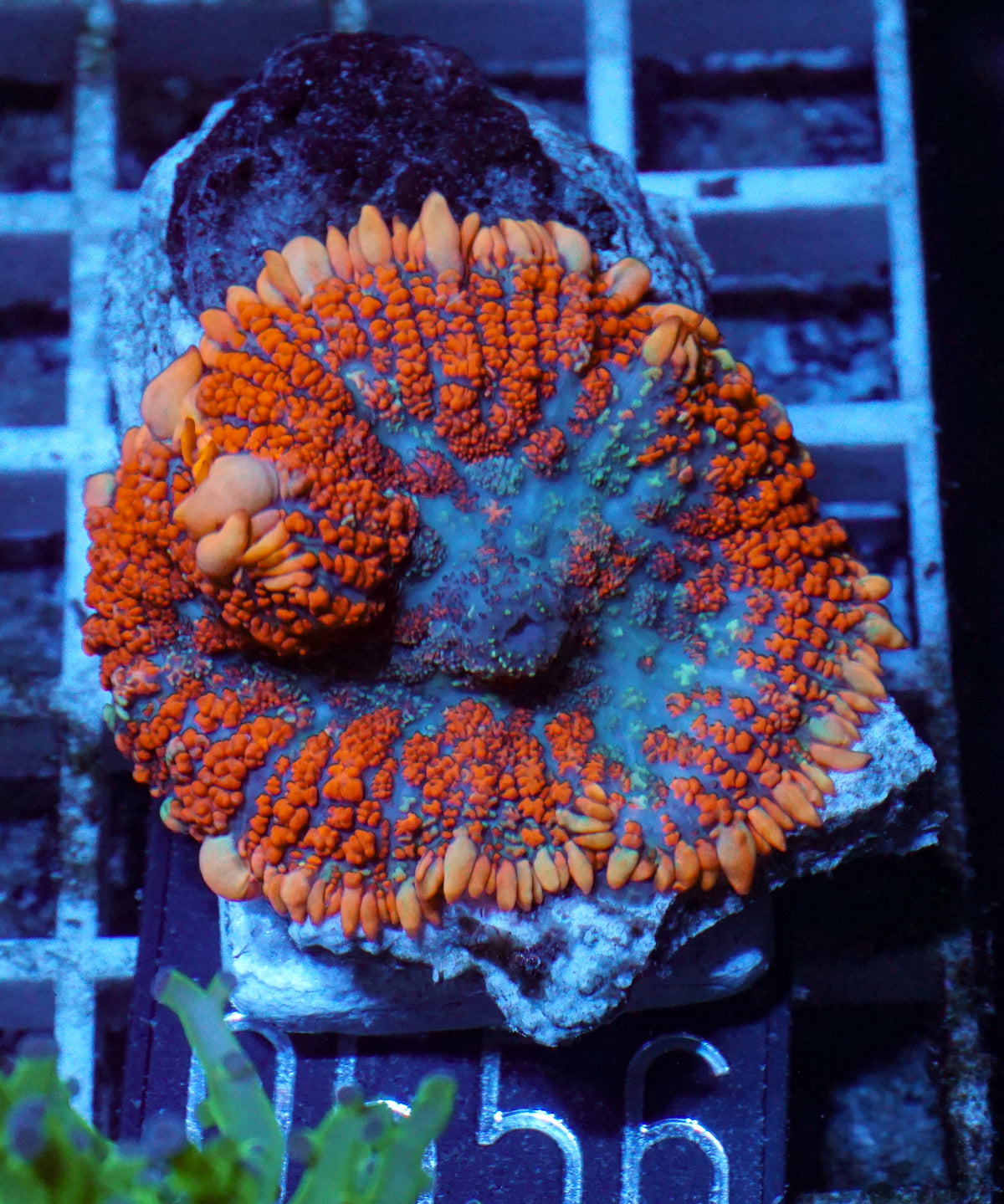 Rhodactis inchoata