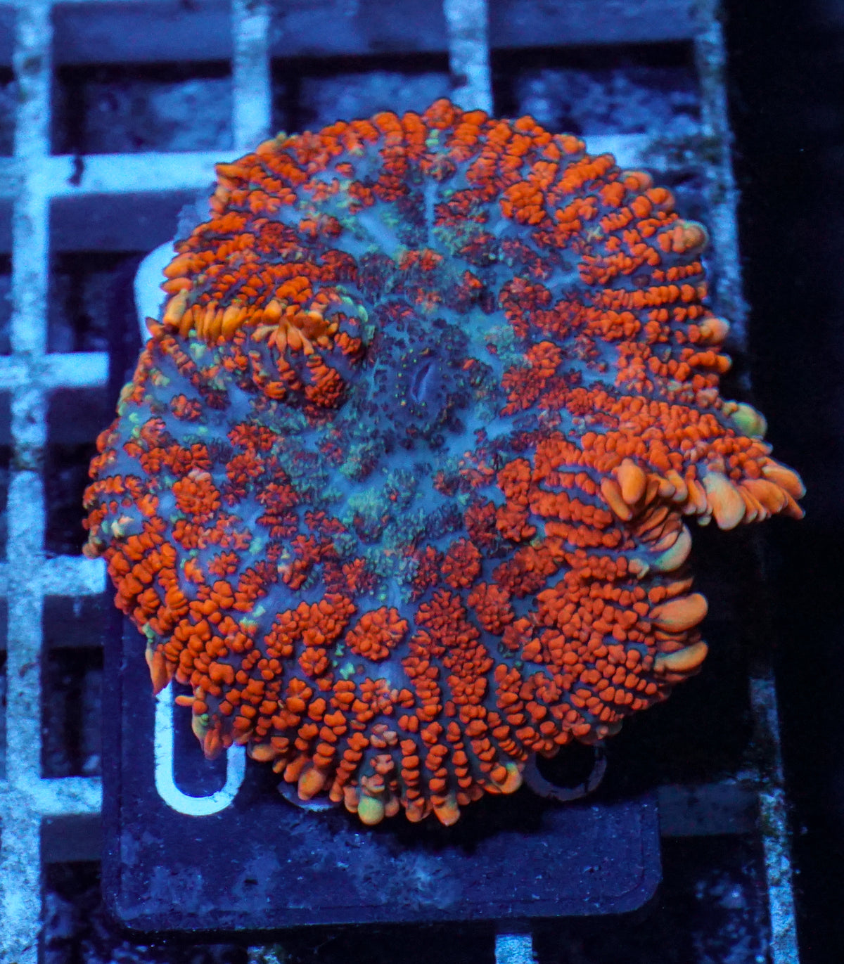 Rhodactis inchoata