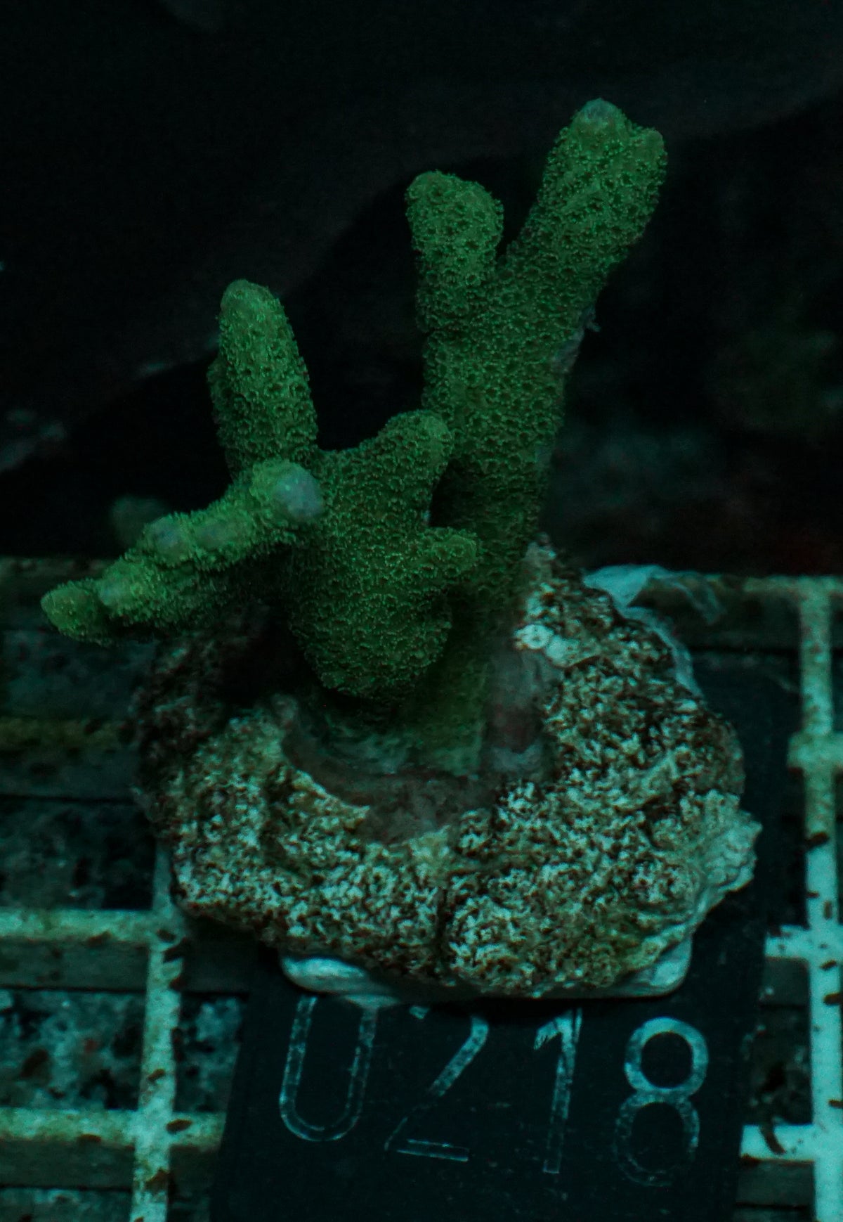 Montipora gaimardi