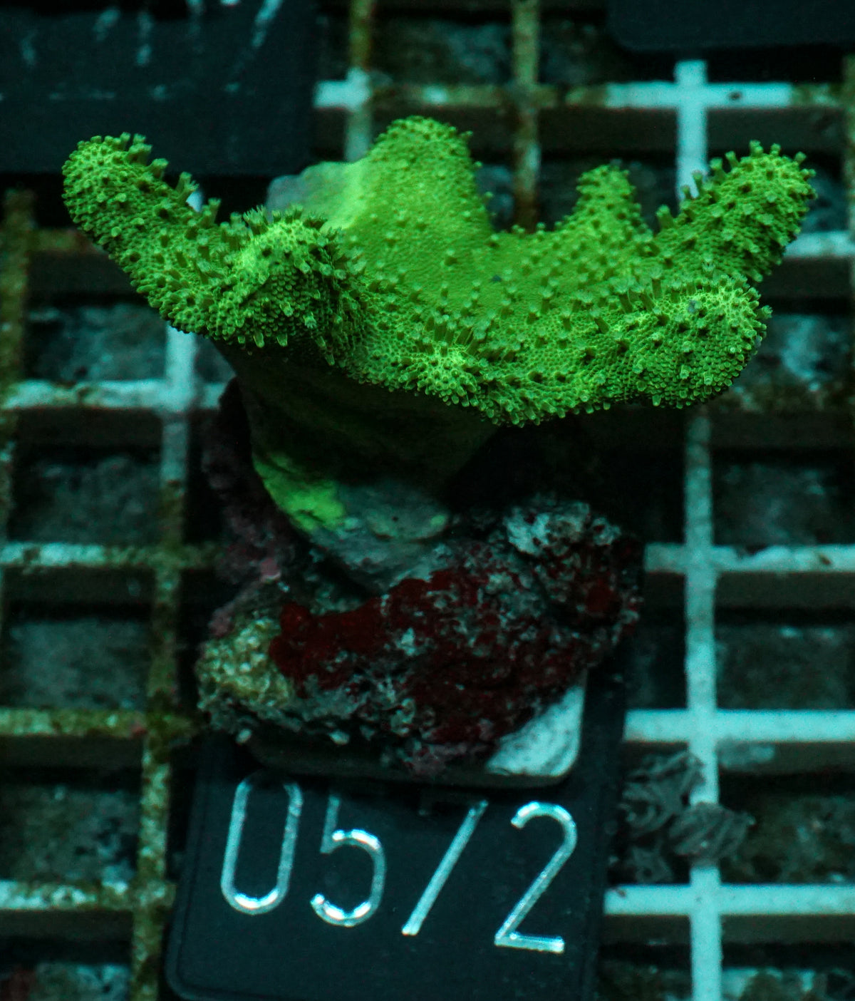 Lobophytum sp. „grün“