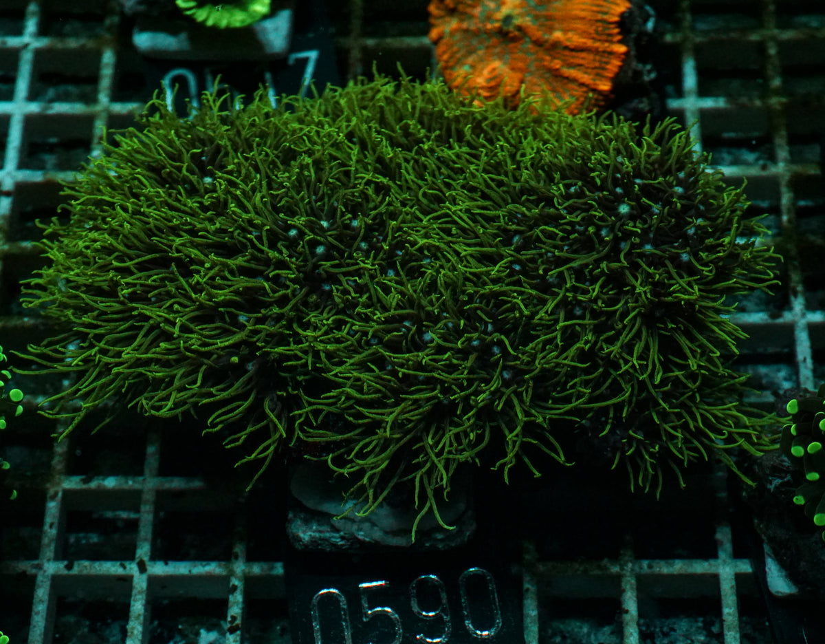 Briareum sp.