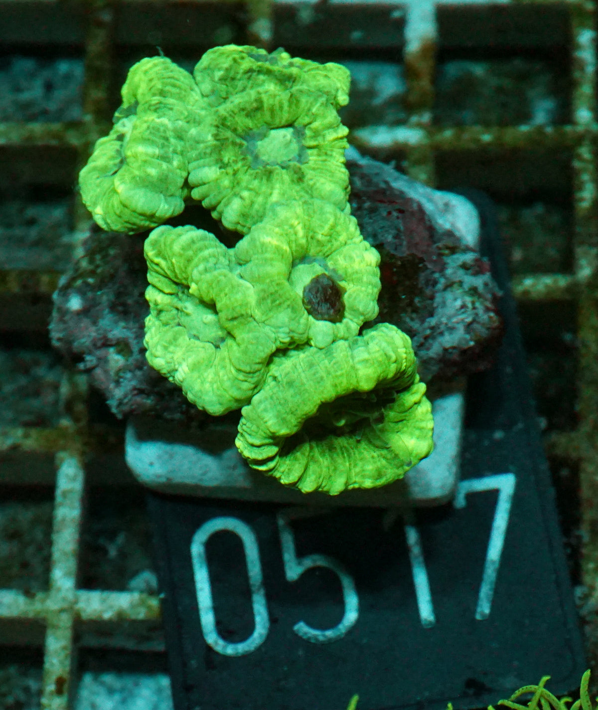 Caulastraea furcata "mint"