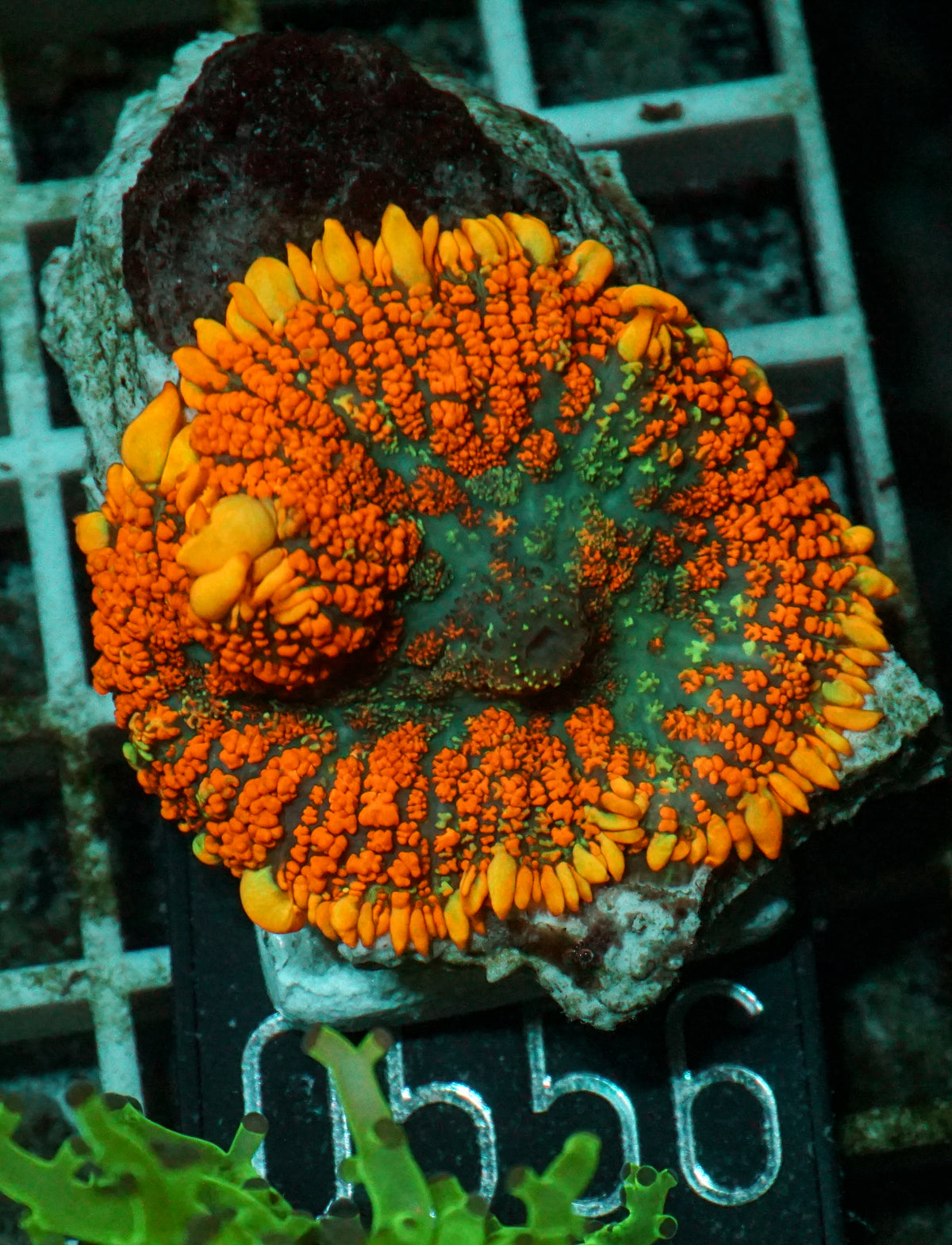 Rhodactis inchoata