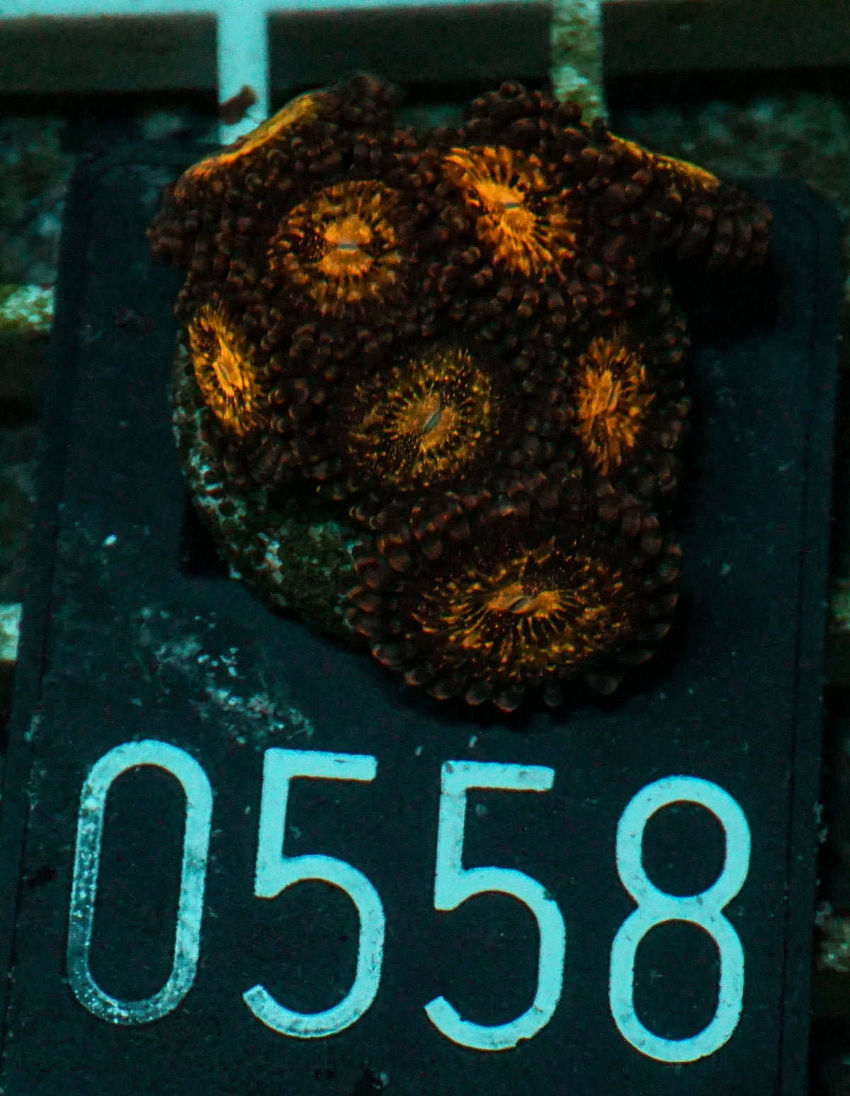 Zoanthus sp.
