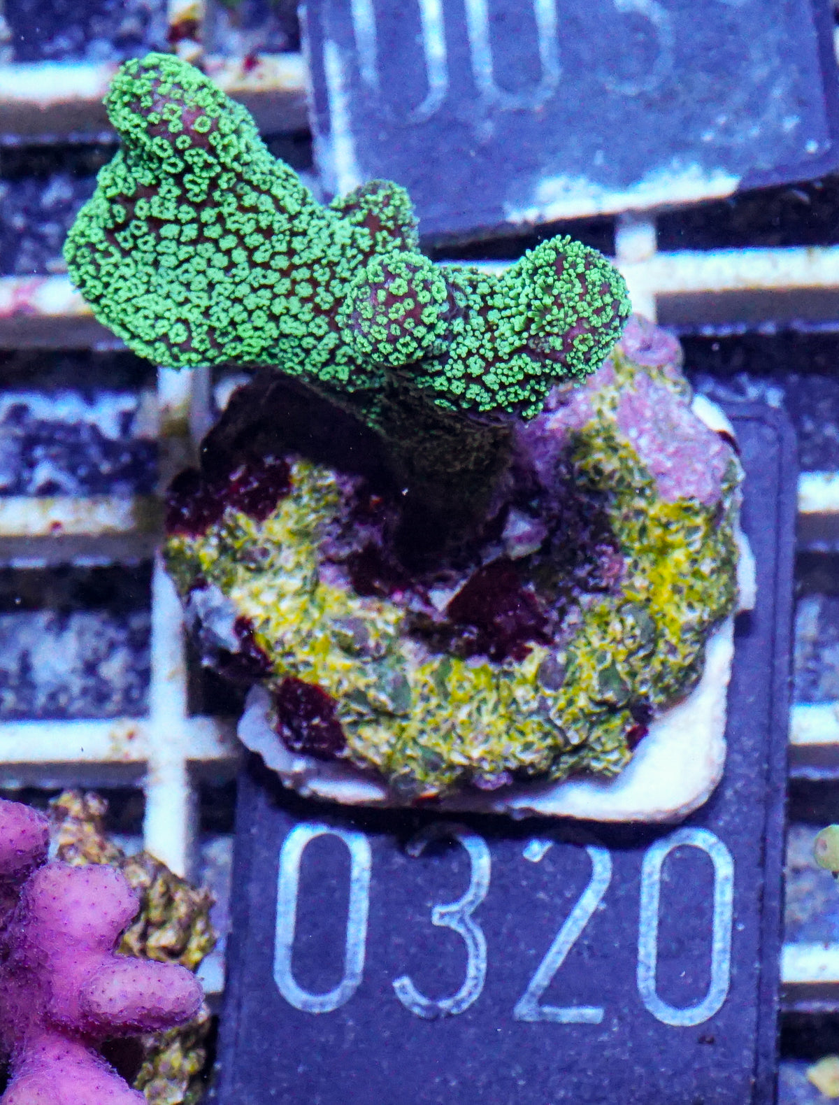 Stylophora pistillata "green"