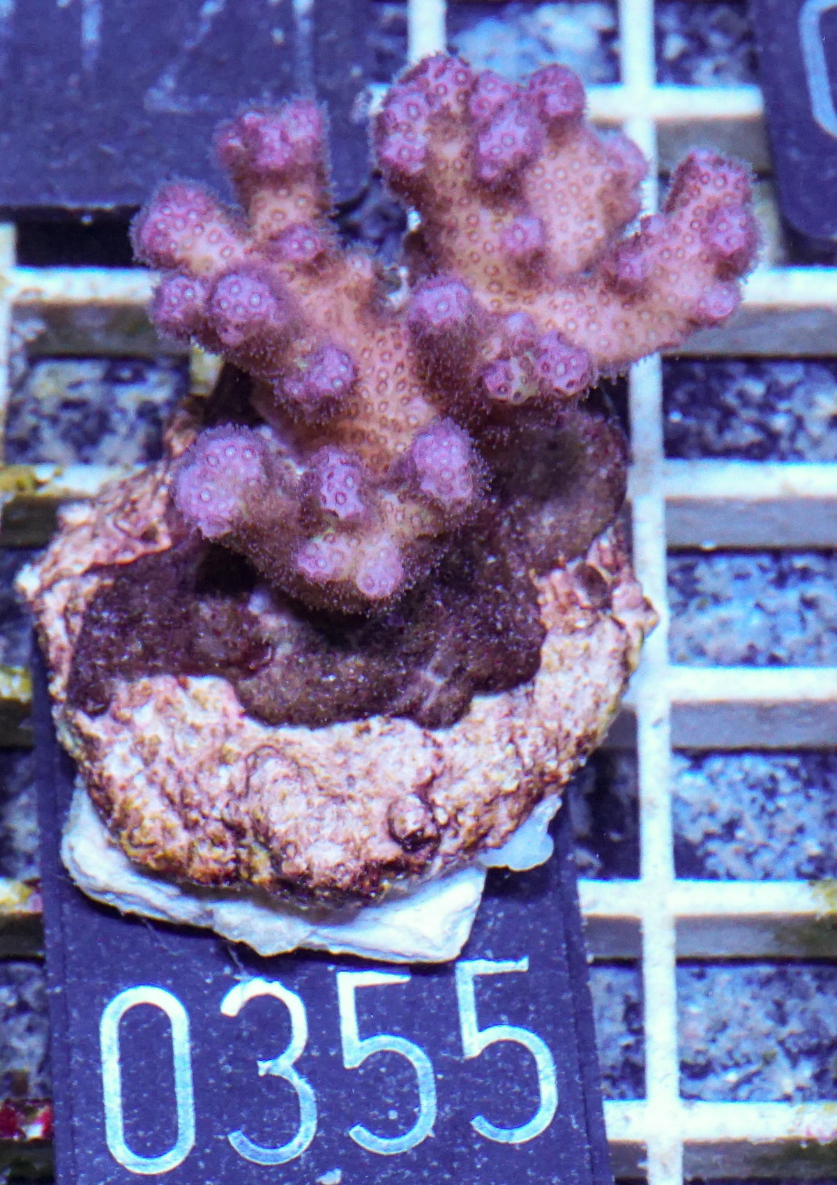 Pocillopora damicornis "pink"