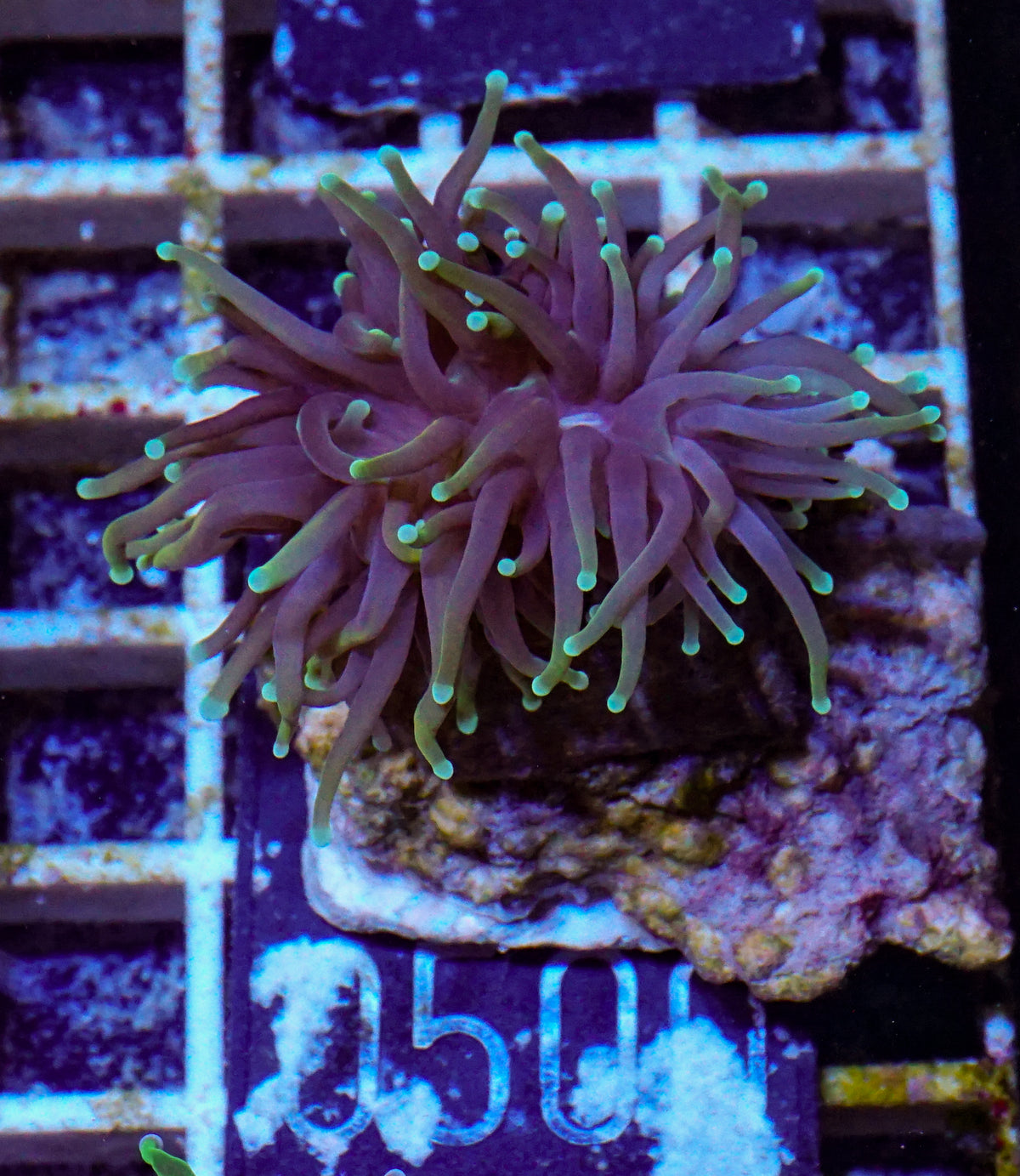 Euphyllia glabrescens "Dragon soul"