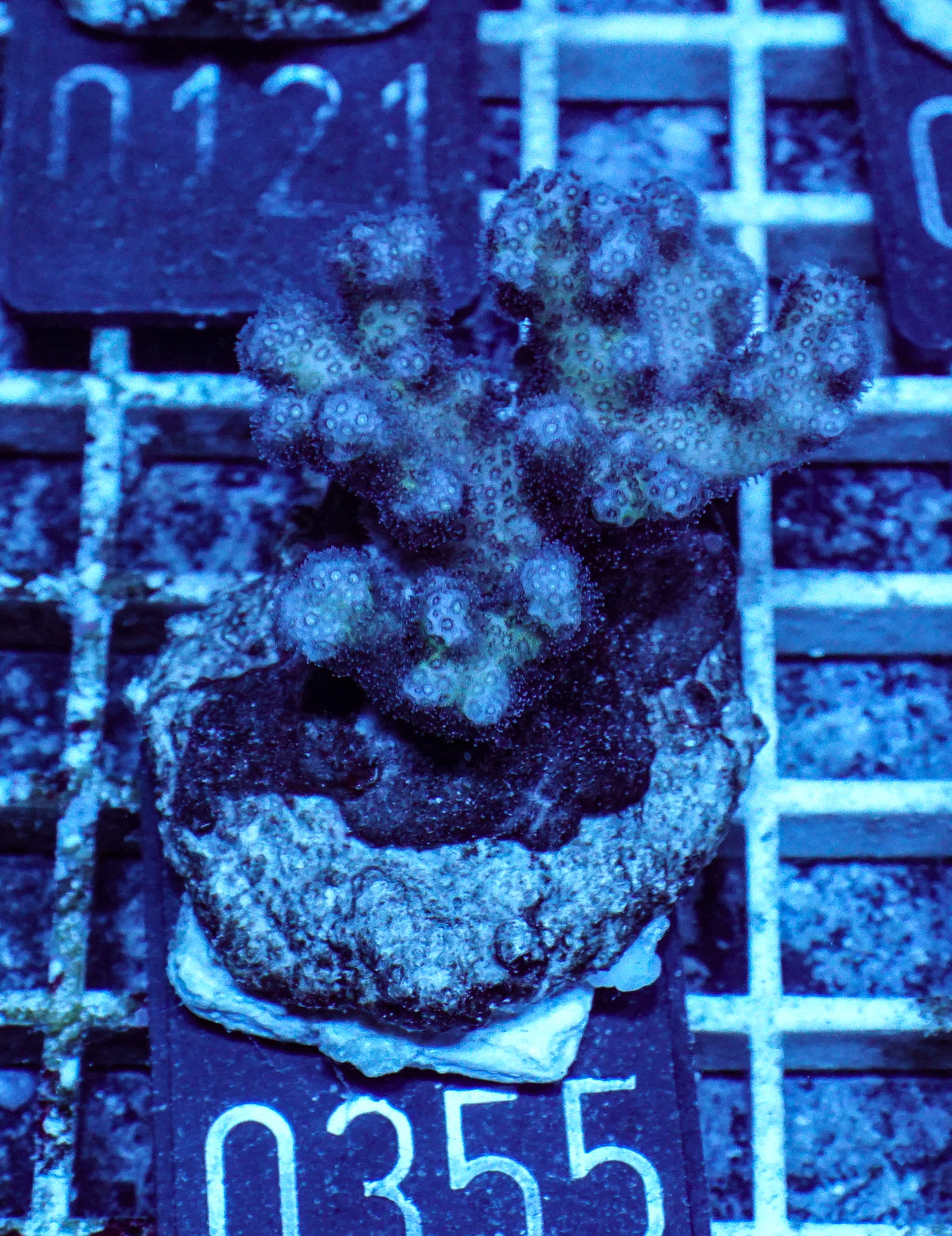 Pocillopora damicornis "pink"