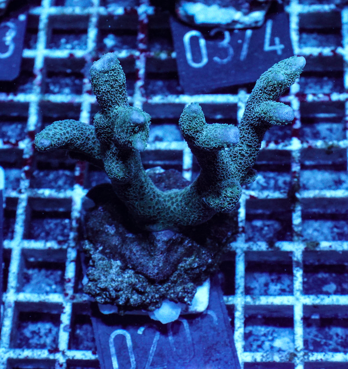 Montipora gaimardi