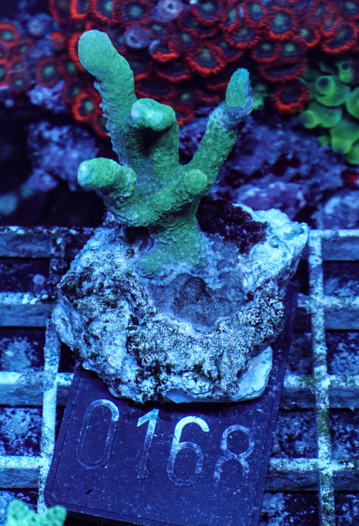 Montipora digitata grün
