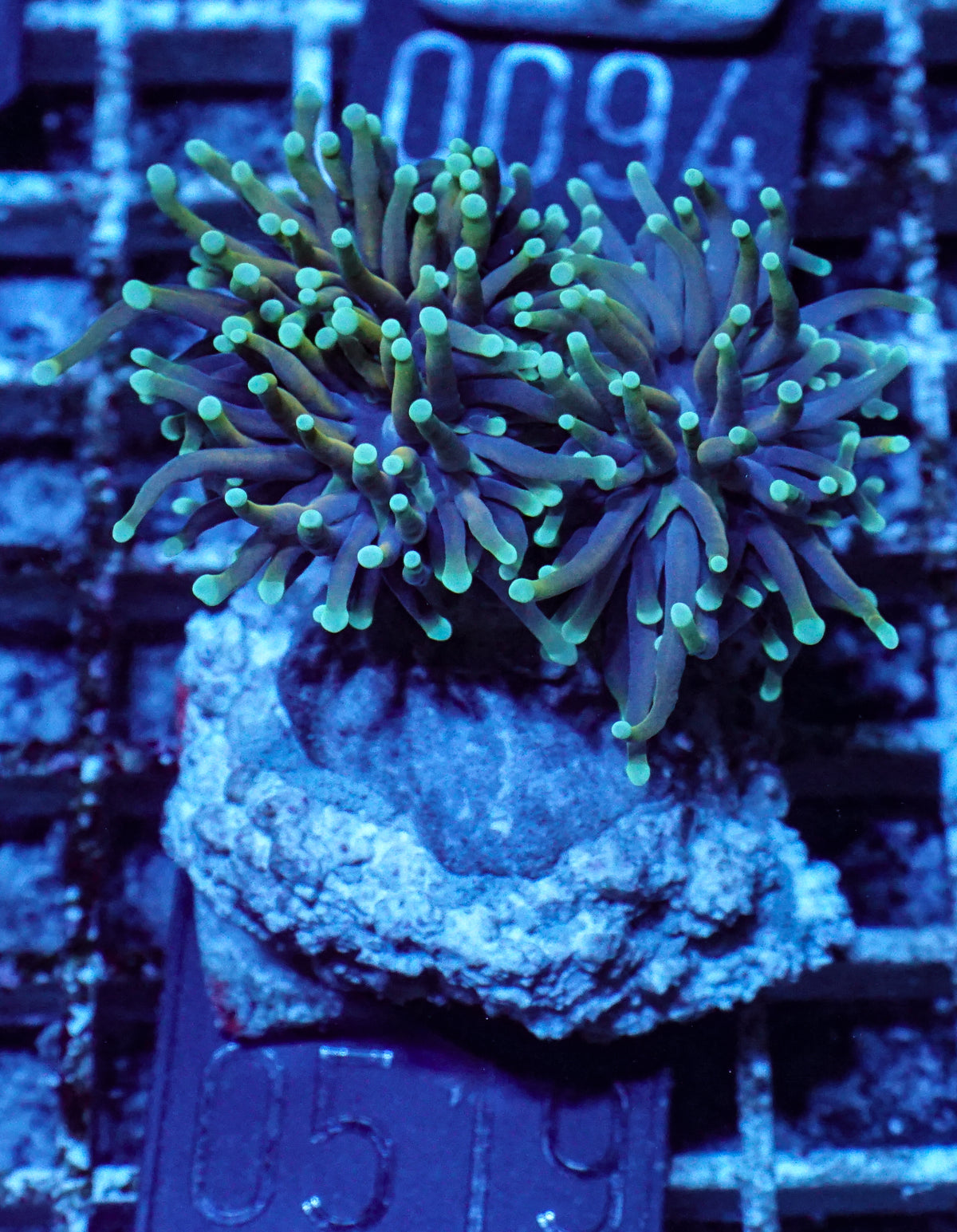 Euphyllia glabrescens "Dragon soul"