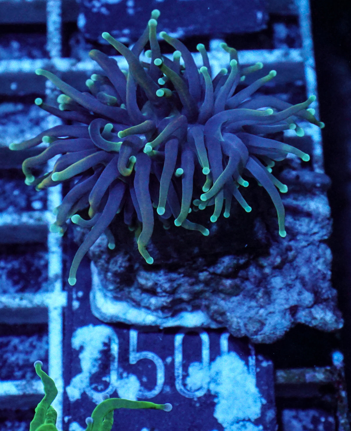 Euphyllia glabrescens "Dragon soul"