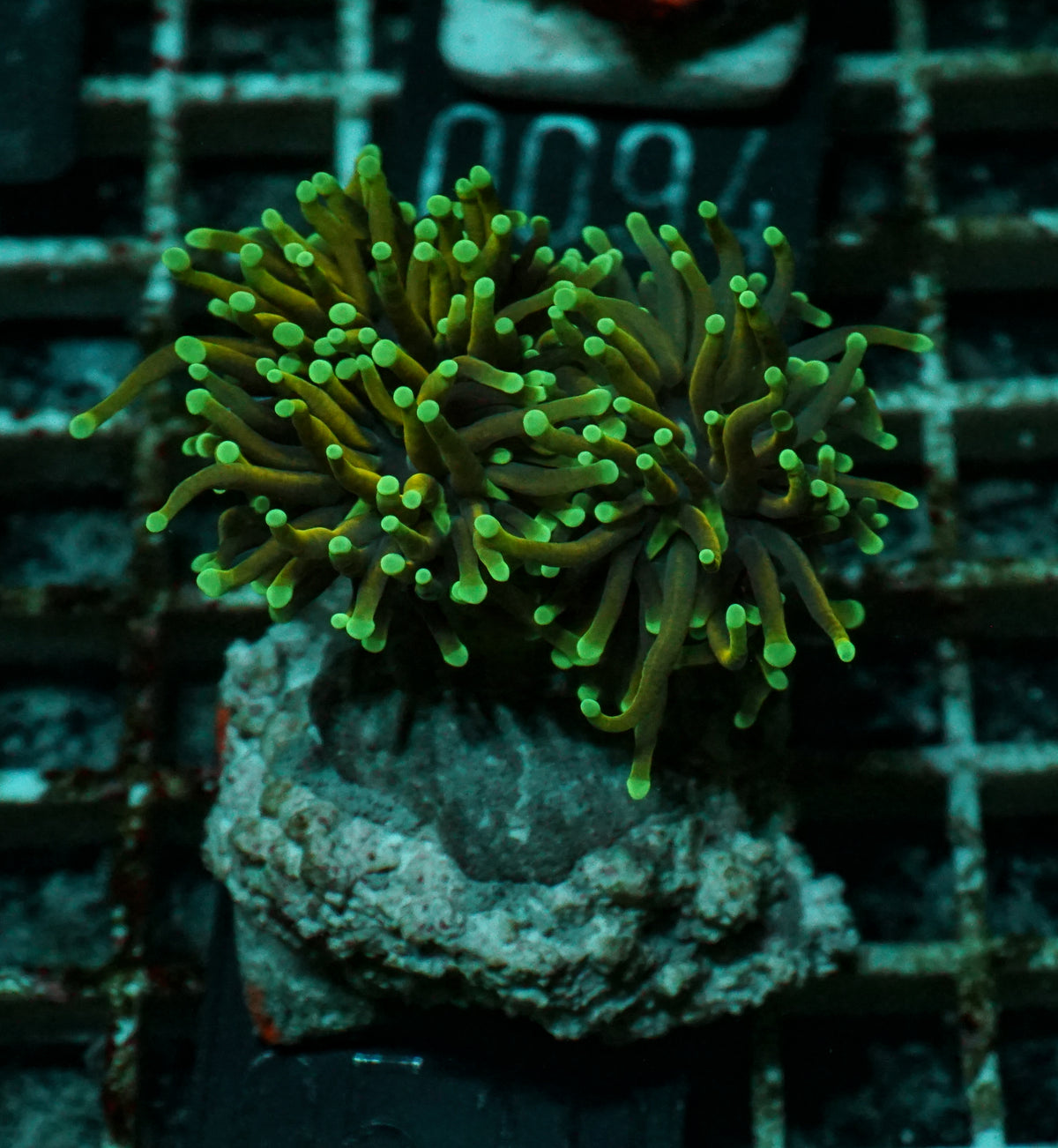 Euphyllia glabrescens "Dragon soul"