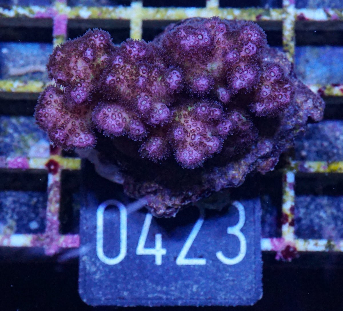 Pocillopora damicornis "pink"