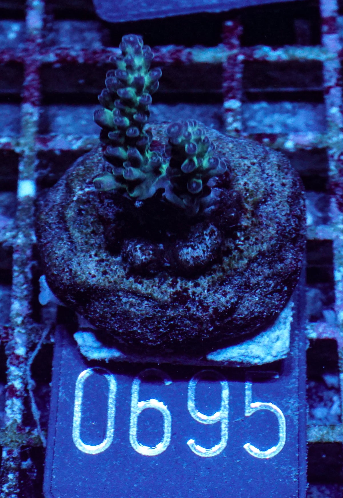 Acropora sp. "Ronnies dream" - rare
