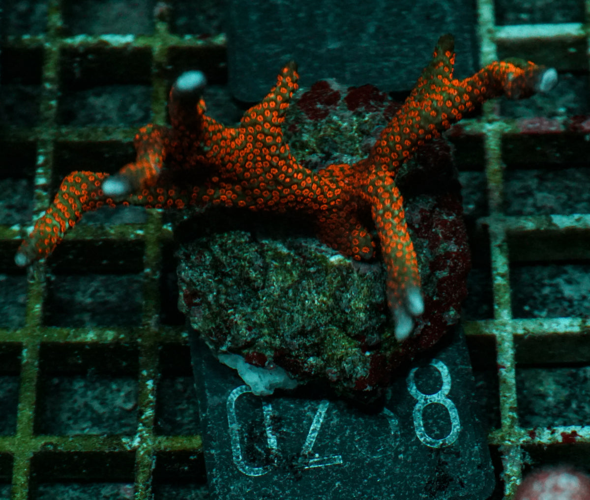 Montipora samarensis