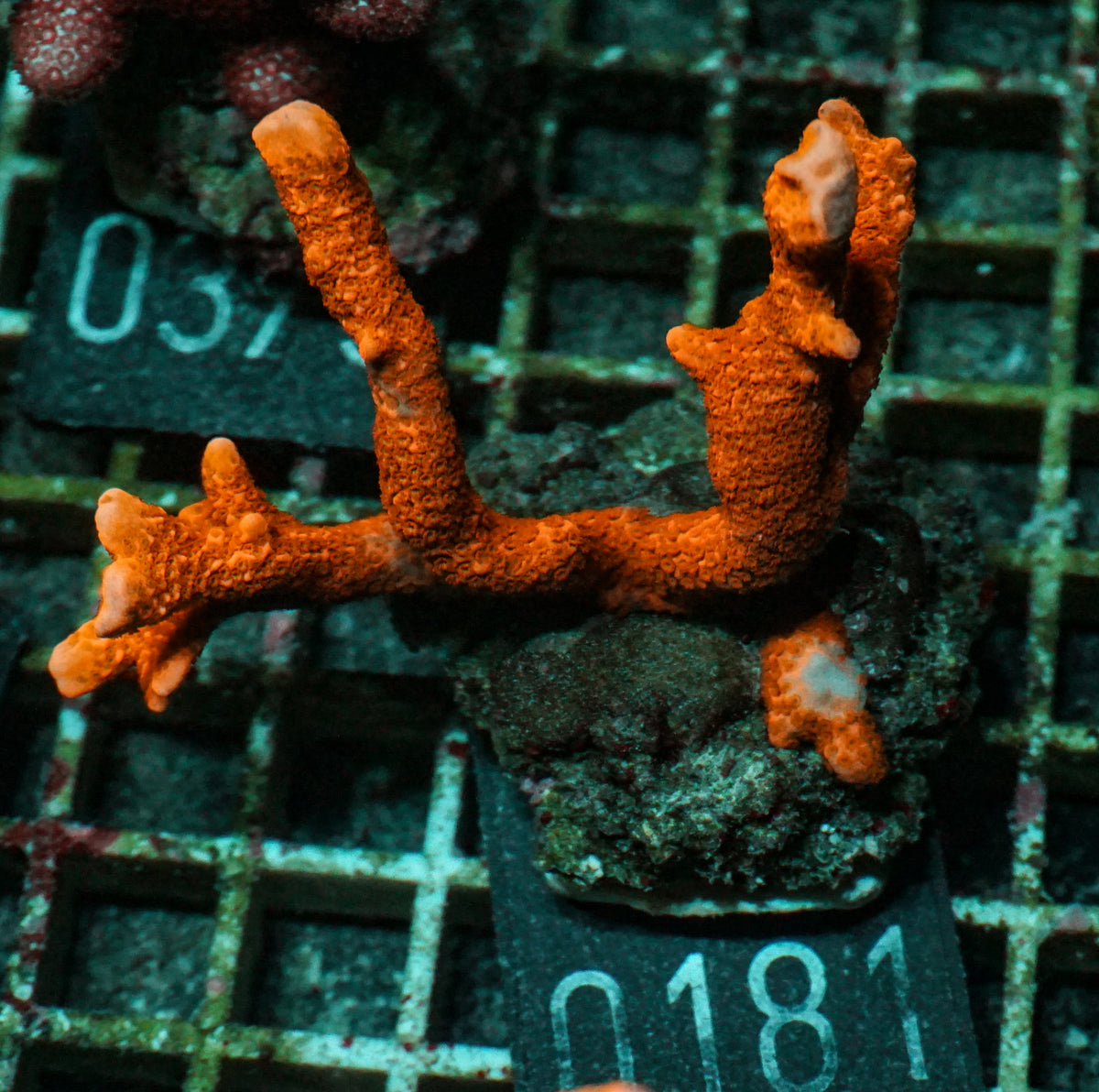 Montipora altasepta "digitata" rot