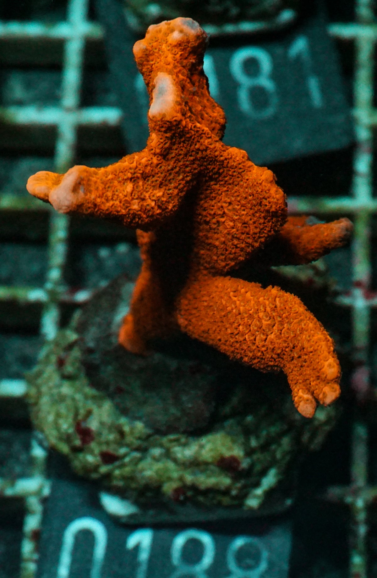 Montipora altasepta "digitata" rot