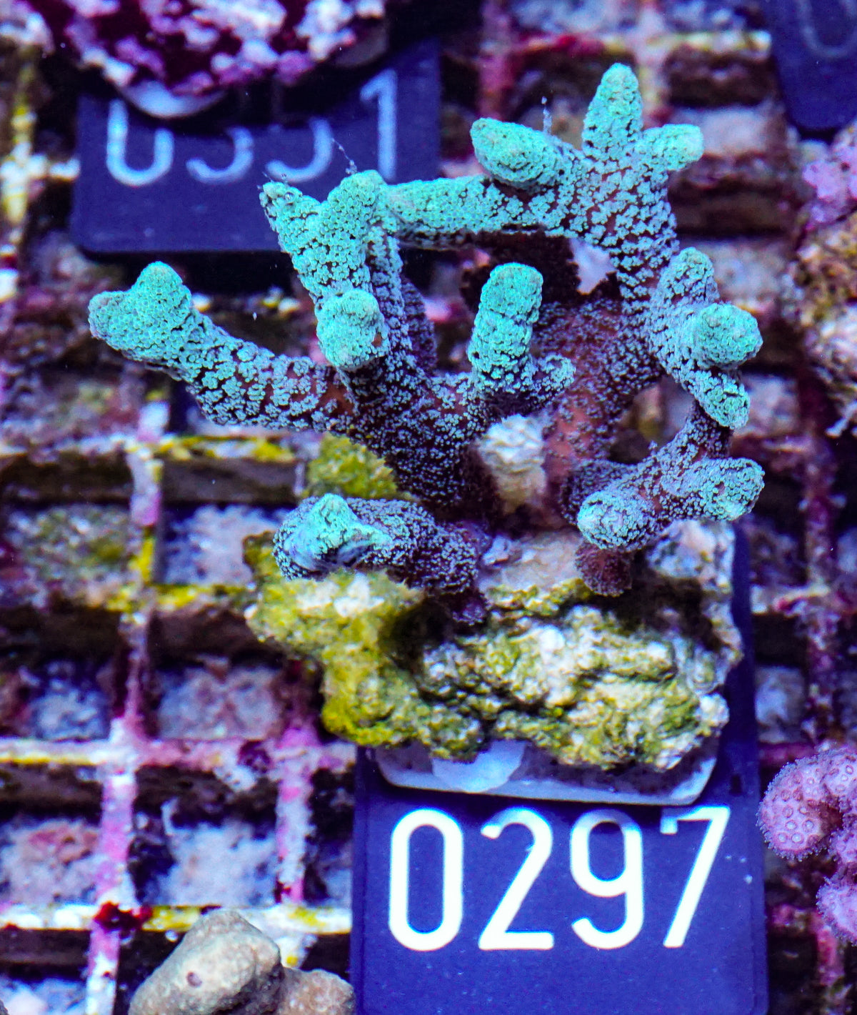Seriatopora caliendrum "mint"