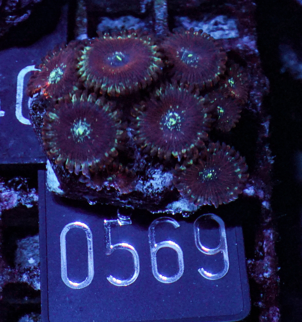 Zoanthus sp.