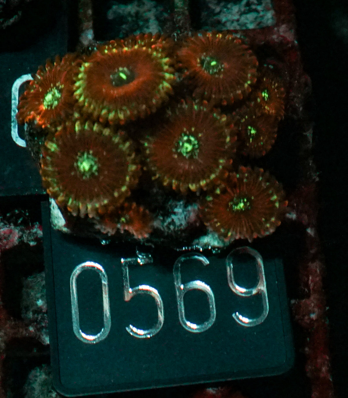 Zoanthus sp.